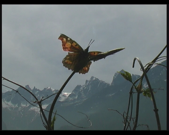 Soglio für Schmetterlinge (2006)