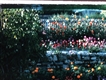Blumen und Garten von Hannes Heinz
