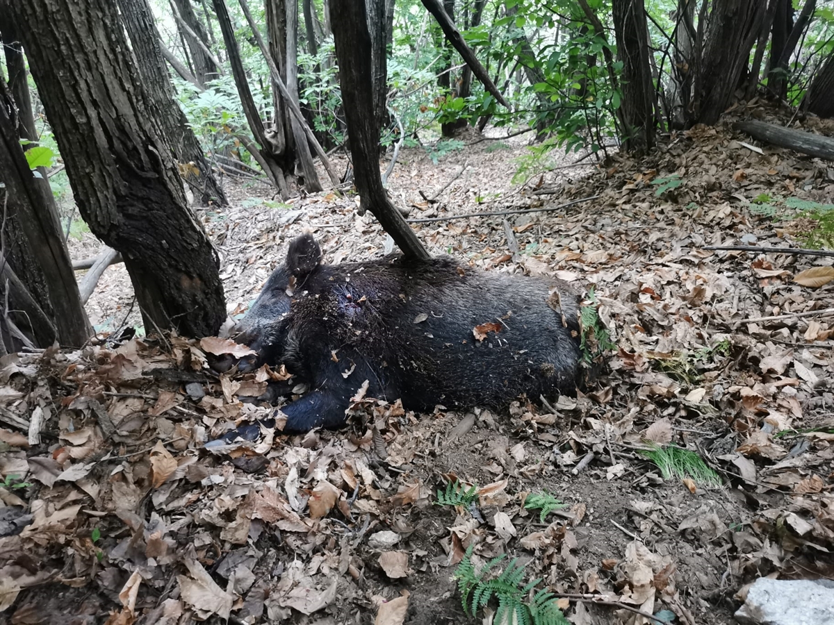 Foto Wildschweinjagd Mesocco