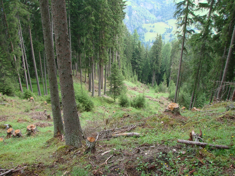 Waldbauliche Tätigkeiten