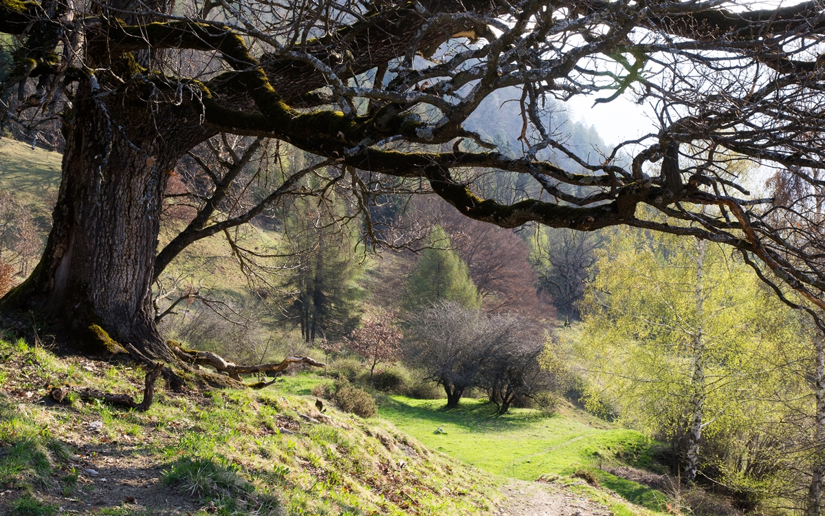 Foto Wald Tamins