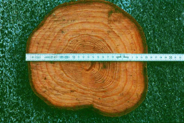Holzscheibe mit unterschiedlich breiten Jahrringen