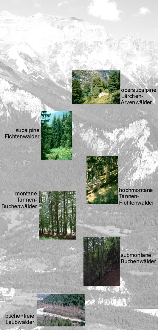 Übersicht Bergspitzen bis Talsole mit Beispielsbilder von Waldstandorts-Typen je nach Höhenlage