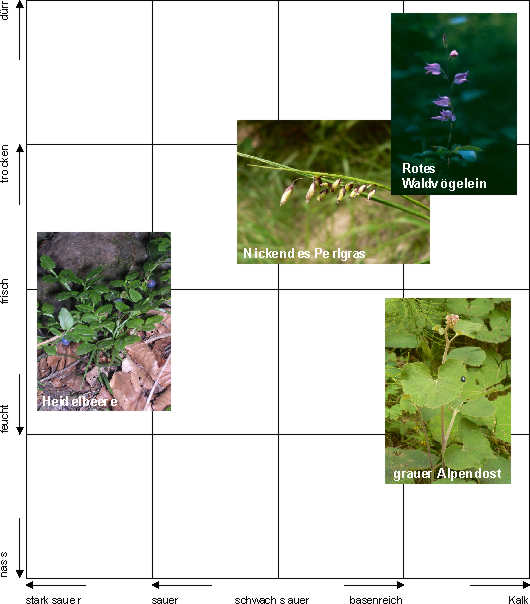 Ökodiagramm (Standorteigenschaften nass bis trocken und sauer bis basenreich) mit typischen Pflanzen verschiedener Standorte