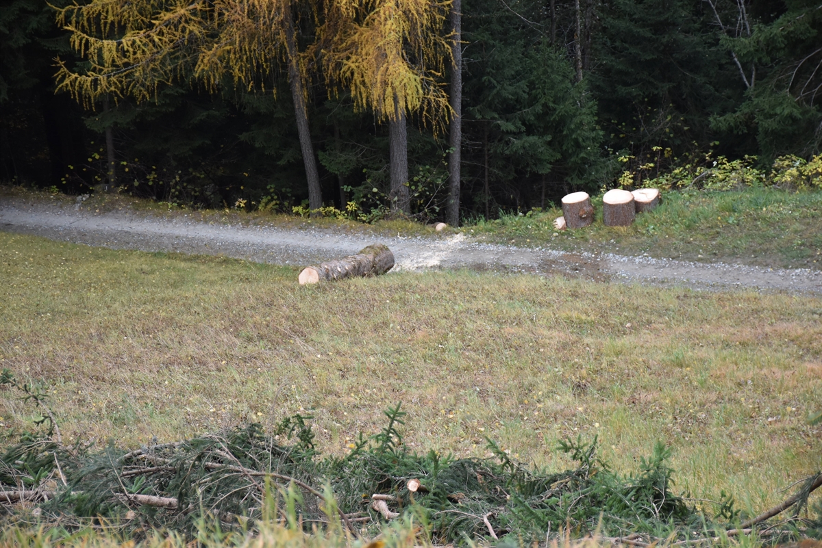 Baumstamm auf der Wiese, wo er heruntergerollt ist