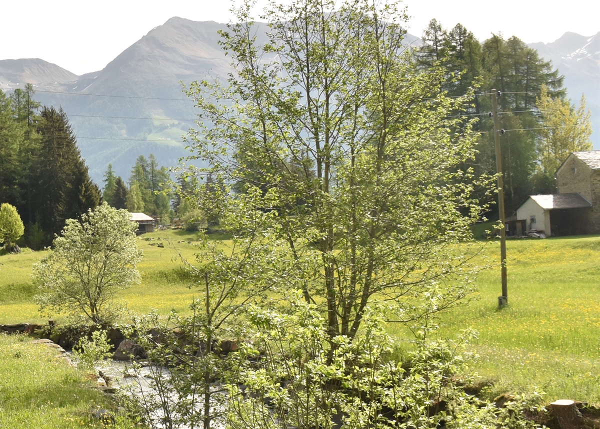 Bach mit Wiesen und Stromleitung