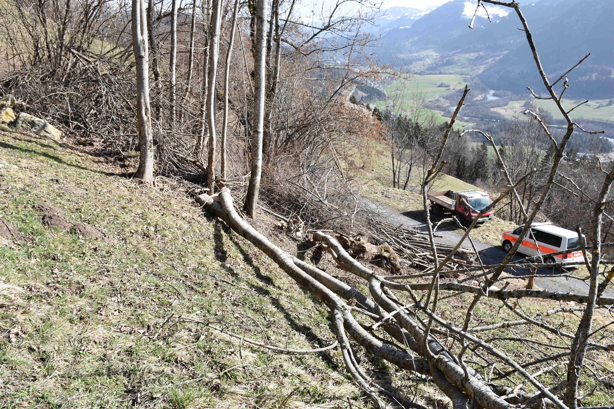 Gefällte Bäume oberhalb Feldweg