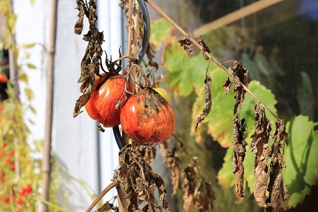 Mykotoxine in Tomaten- und Paprikaprodukten